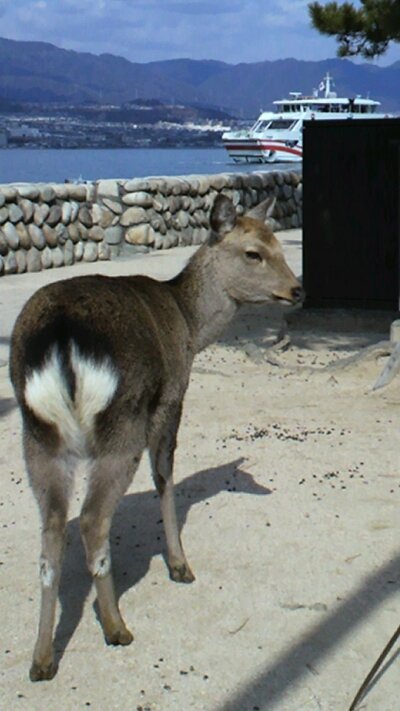 イロンナトコカラ　イクヨ〜ε=┌(;￣◇￣)┘広島写真